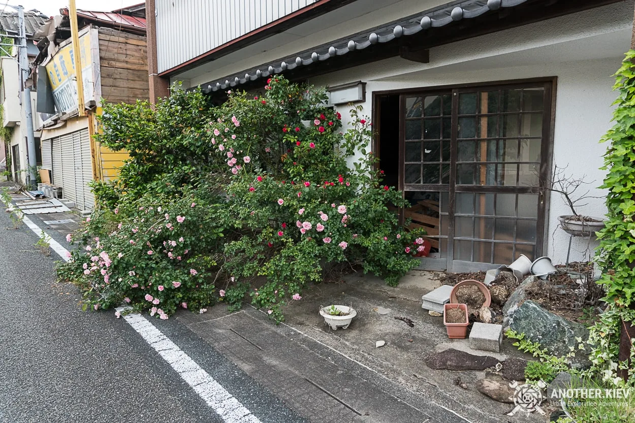 roses bushes became wild and grew up on the street