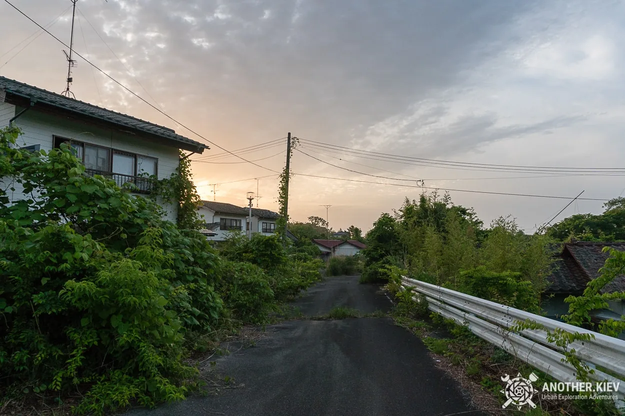 green jungle takes back all areas where human have been living