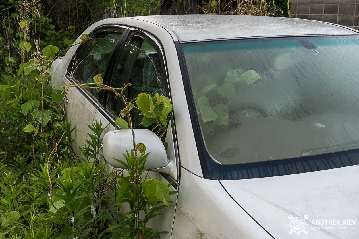 Plants growing inside abandoned cars